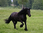 Dales-Pony