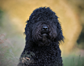 French Water Dog (Barbet)