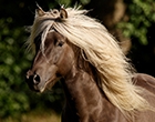 Icelandic horse